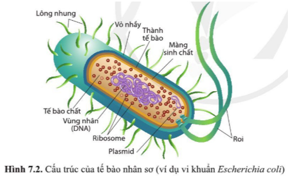 Giải Sinh 10 CD Bài 7