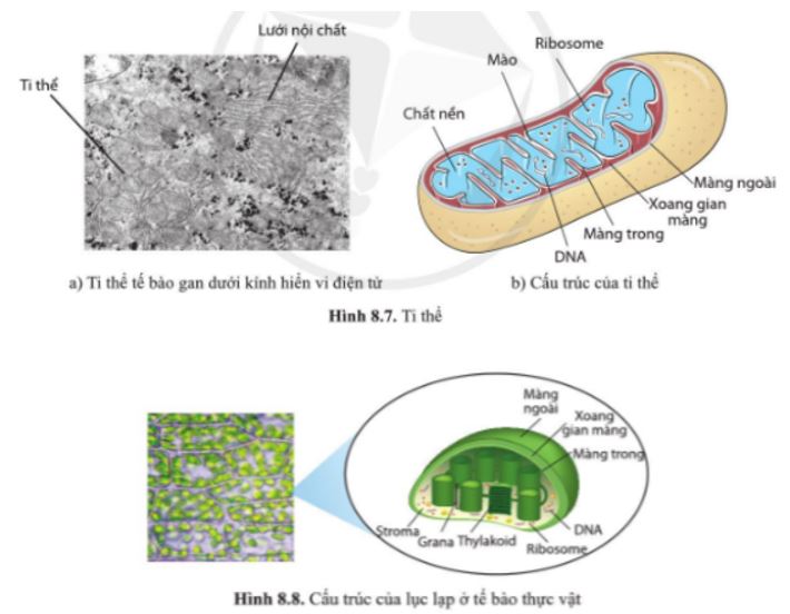 Giải Sinh 10 Bài 8