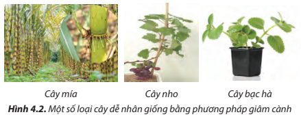 Các loại cây dễ nhân giống bằng phương pháp giâm cành ở Hình 4.2 có những đặc điểm gì?