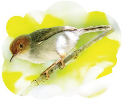 Bài 5: Ngày hội rừng xanh - Phần viết