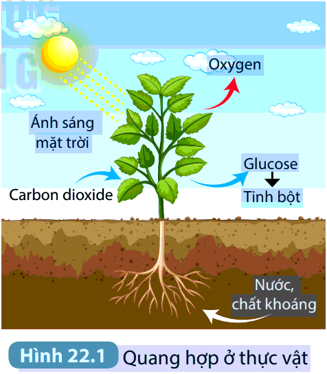 giải KHTN 7 bài 22