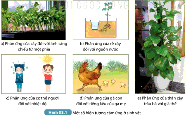 giải KHTN 7
