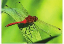 Khám phá - trang 19 SGK Mĩ thuật lớp 6 Cánh Diều