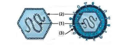 trắc nghiệm KHTN 5