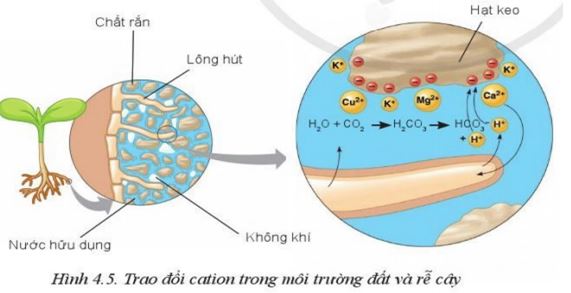 Giải Công nghệ 10 Bài 4