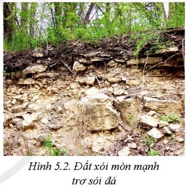 Giải Công nghệ 10 Bài 5