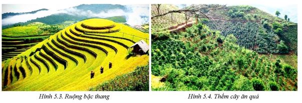 Giải Công nghệ 10 Bài 5