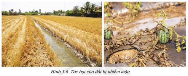 Giải Công nghệ 10 Bài 5