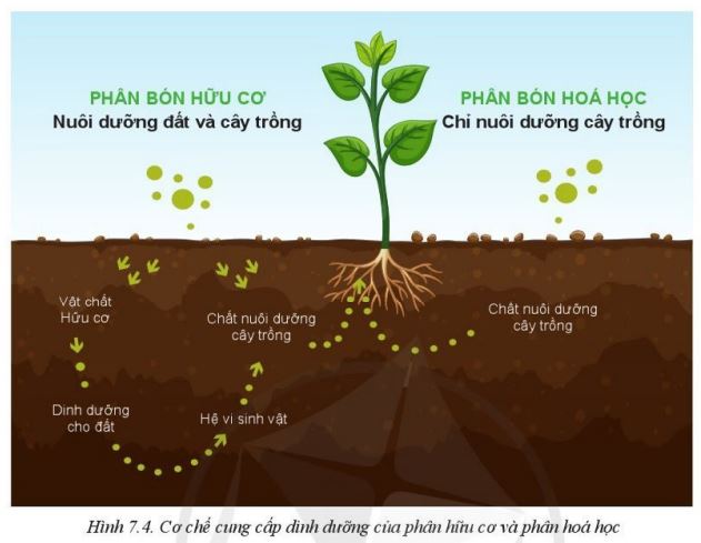 Giải Công nghệ 10 Bài 7