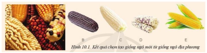 Giải Công nghệ 10 Bài 10