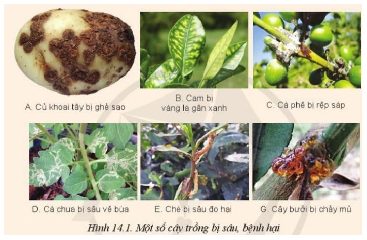 Giải Công nghệ 10 Bài 14