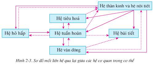 Lý thuyết Sinh 8: Bài 2. Cấu tạo cơ thể người | Soạn Sinh 8 - TopLoigiai