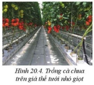 Giải Công nghệ 10 Bài 20