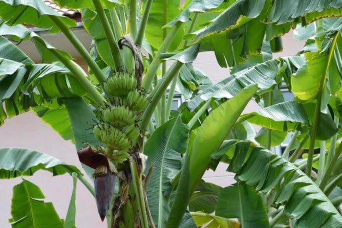 Thuyết minh về cây chuối