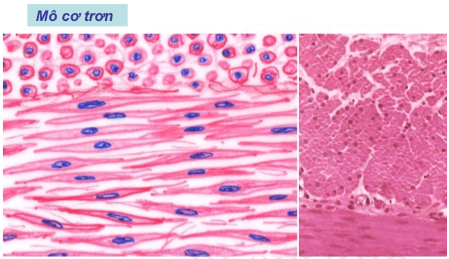 Lý thuyết Sinh học 8 Bài 5: Thực hành: Quan sát tế bào và mô hay, chi tiết