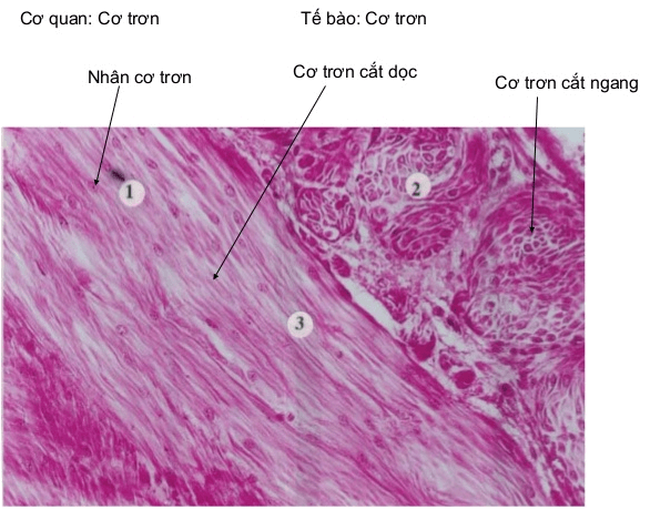 Lý thuyết Sinh học 8 Bài 5: Thực hành: Quan sát tế bào và mô hay, chi tiết