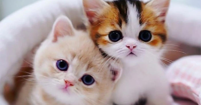 Kỷ niệm với con mèo