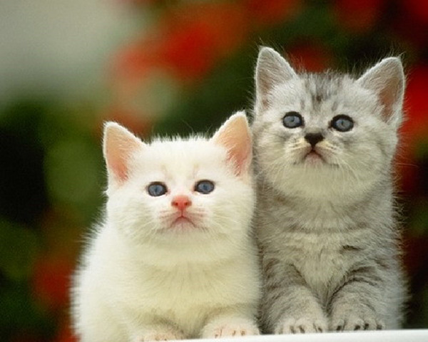 Kỷ niệm với con mèo