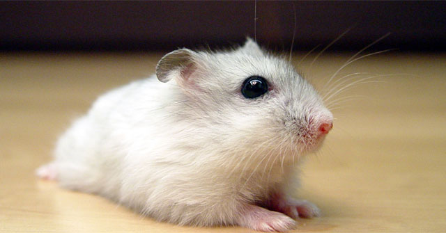 Kỉ niệm đáng nhớ với con Hamster 
