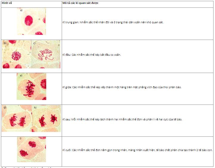 Giải Sinh 10 Bài 20