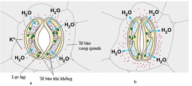 ôn tập sinh học 11
