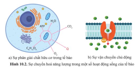 Giải Sinh 10 Bài 10