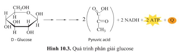 Giải Sinh 10 Bài 10