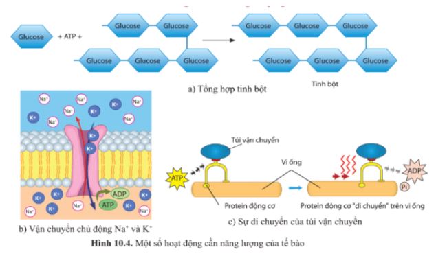 Giải Sinh 10 Bài 10