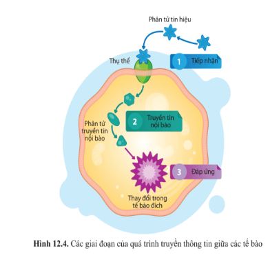 Giải Sinh 10 Bài 12