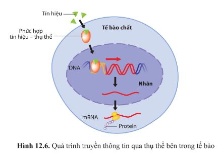 Giải Sinh 10 Bài 12