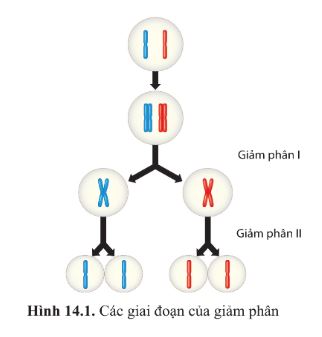 Giải Sinh 10 Bài 14