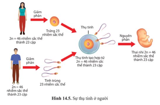 Giải Sinh 10 Bài 14
