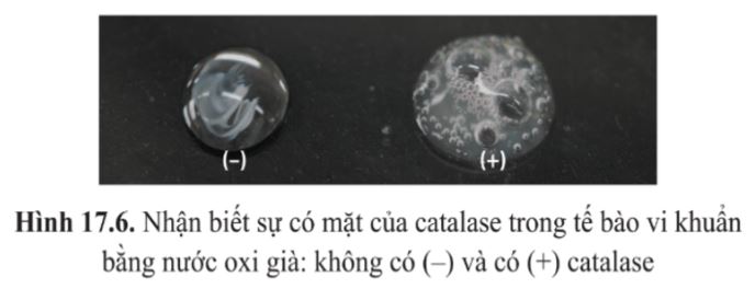 Giải Sinh 10 Bài 17