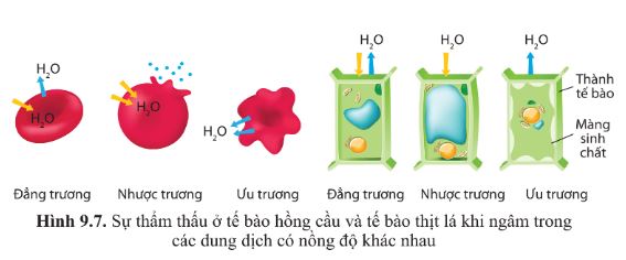 Giải Sinh 10 Bài 9