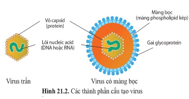 Giải Sinh 10 Bài 21