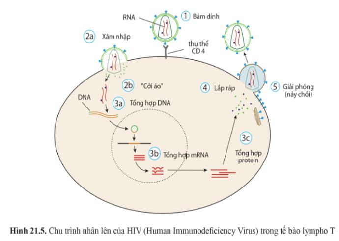 Giải Sinh 10 Bài 21