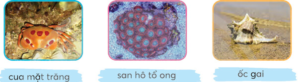 Bài 1: Cậu bé và mẩu san hô