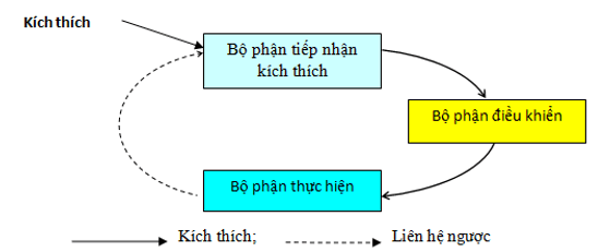 cân bằng nội môi