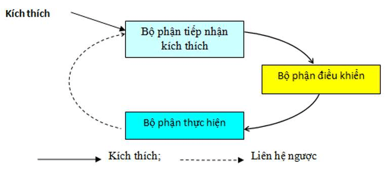 ôn tập sinh học 11