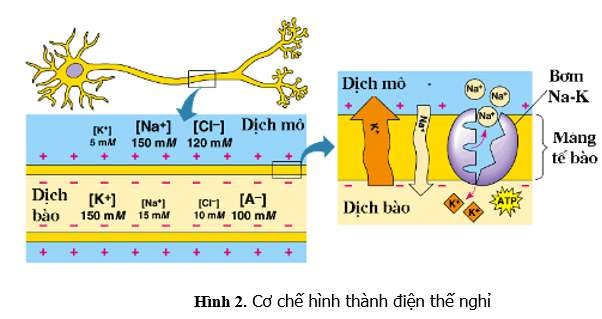 ôn tập sinh học 11