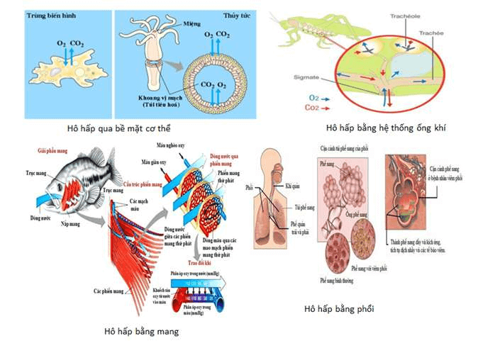 ôn tập sinh học 11