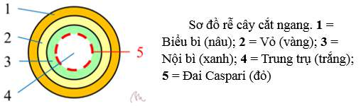 ôn tập sinh học 11