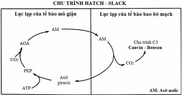 ôn tập sinh học 11