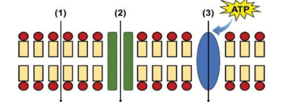 Đề cương ôn tập học kì 1 môn Sinh học 10 Kết nối tri thức