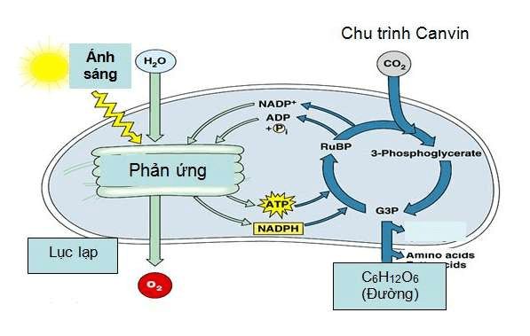 ôn tập sinh học 11