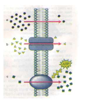 ôn tập sinh học 11