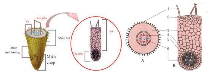 ôn tập sinh học 11