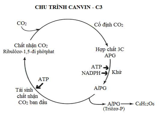 ôn tập sinh học 11