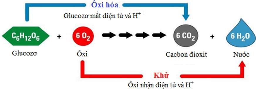 ôn tập sinh học 11