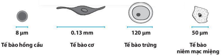 Đề thi học kì 1 KHTN 6 Chân trời sáng tạo